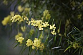 DOMAINE DU RAYOL  FRANCE: CLOSE UP OF YELLOW FLOWERS OF MIMOSA - ACACIA ITEAPHYLLA (WILLOW LEAFED ACACIA)