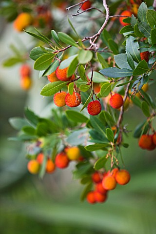 DOMAINE_DU_RAYOL__FRANCE_CLOSE_UP_OF_THE_FRUITS_OF_ARBUTUS_UNEDO__THE_STRAWBERRY_TREE