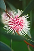 DOMAINE DU RAYOL  FRANCE: CLOSE UP OF THE RED FLOWER OF THE PINCUSHION HAKEA - HAKEA LAURINA (EMU BUSH) FROM NEW ZEALAND