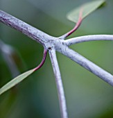 DOMAINE DU RAYOL  FRANCE: CLOSE UP OF THE WHITE STEM OF A EUCALYPTUS