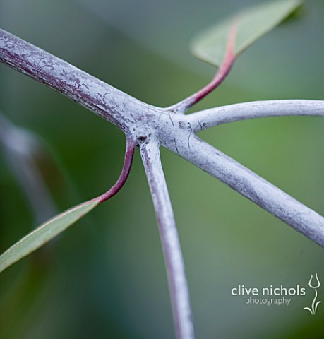 DOMAINE_DU_RAYOL__FRANCE_CLOSE_UP_OF_THE_WHITE_STEM_OF_A_EUCALYPTUS
