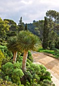 DOMAINE DU RAYOL  FRANCE: VIEW FROM THE HOTEL DE LA MAR OVER THE CANARY ISLAND GARDEN WITH THE DRAGON TREE - DRACAENA DRACO IN FOREGROUND