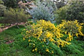 DOMAINE DU RAYOL  FRANCE: THE AUSTRALIAN GARDEN WITH YELLOW FLOWERS OF ACACIA CARDIOPHYLLA AND BEHIND THE SILVER BLUE FOLIAGE OF ACACIA CONVENYI
