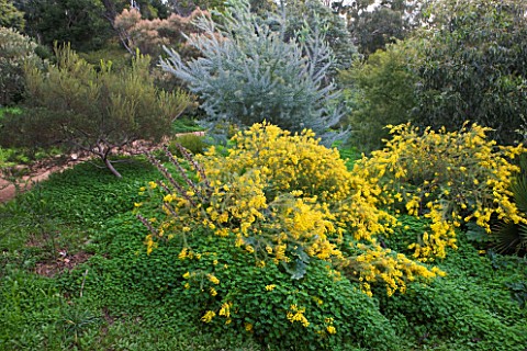 DOMAINE_DU_RAYOL__FRANCE_THE_AUSTRALIAN_GARDEN_WITH_YELLOW_FLOWERS_OF_ACACIA_CARDIOPHYLLA_AND_BEHIND