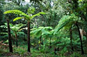 DOMAINE DU RAYOL  FRANCE: THE NEW ZEALAND GARDEN WITH CYATHEA COOPERI (SCALY TREE FERN  LACY TREE FERN)