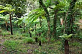DOMAINE DU RAYOL  FRANCE: THE NEW ZEALAND GARDEN WITH CYATHEA COOPERI (SCALY TREE FERN  LACY TREE FERN) AND DICKSONIA ANTARCTICA (SOFT TREE FERN)