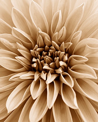 BLACK_AND_WHITE_SEPIA_TONED_IMAGE_OF_THE_CENTRE_OF_A_DAHLIA_DAZZLER_FLOWER__CLOSE_UP__PATTERN__ABSTR