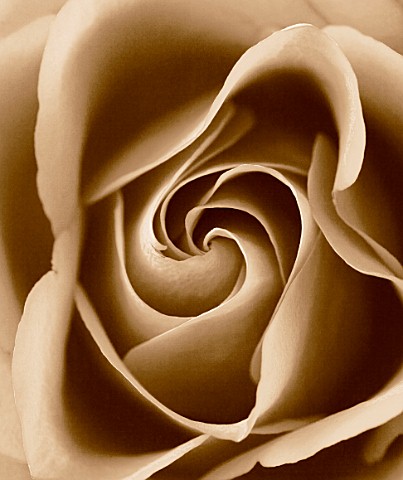 BLACK_AND_WHITE_SEPIA_TONED_IMAGE_OF_THE_CENTRE_OF_A_ROSE_ROSA__PATTERN