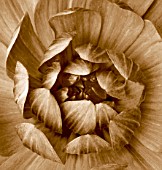 BLACK AND WHITE SEPIA TONED IMAGE OF THE CENTRE OF A RANUNCULUS