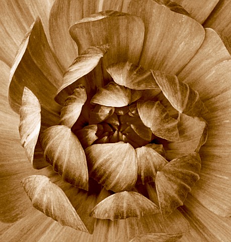 BLACK_AND_WHITE_SEPIA_TONED_IMAGE_OF_THE_CENTRE_OF_A_RANUNCULUS