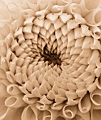 BLACK AND WHITE SEPIA TONE IMAGE OF CLOSE UP OF CENTRE OF DAHLIA LEMON ZING (MINIATURE BALL) . ABSTRACT  PATTERN