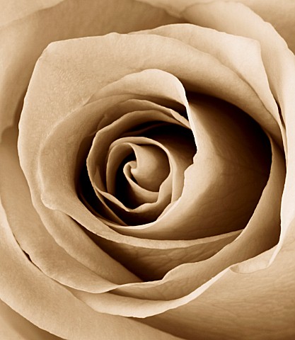 BLACK_AND_WHITE_SEPIA_TONE_IMAGE_OF_CLOSE_UP_OF_CENTRE_OF_ROSE_FLOWER_ROSA_ABSTRACT__PATTERN__NATURE