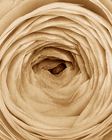 BLACK_AND_WHITE_SEPIA_TONE_IMAGE_OF_CLOSE_UP_OF_CENTRE_OF_RANUNCULUS_FLOWER_ABSTRACT__PATTERN__NATUR