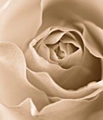 BLACK AND WHITE SEPIA TONE IMAGE OF CLOSE UP OF CENTRE OF ROSE (ROSA) FLOWER. ABSTRACT  PATTERN  NATURE