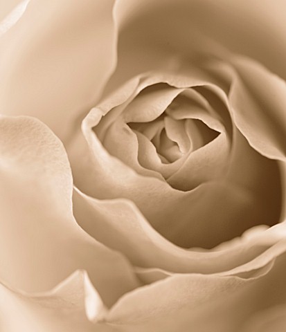 BLACK_AND_WHITE_SEPIA_TONE_IMAGE_OF_CLOSE_UP_OF_CENTRE_OF_ROSE_ROSA_FLOWER_ABSTRACT__PATTERN__NATURE