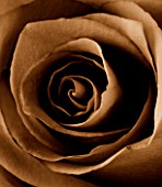 BLACK AND WHITE SEPIA TONED CLOSE UP OF CENTRE OF ROSE. ROSA. ABSTRACT.PATTERN.NATURE.