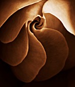 BLACK AND WHITE SEPIA TONED CLOSE UP OF CENTRE OF ROSE. ROSA.ABSTRACT.PATTERN.NATURE.