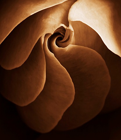 BLACK_AND_WHITE_SEPIA_TONED_CLOSE_UP_OF_CENTRE_OF_ROSE_ROSAABSTRACTPATTERNNATURE