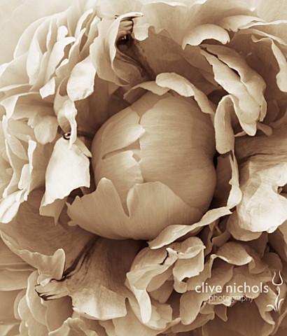 BLACK_AND_WHITE_SEPIA_TONED_CLOSE_UP_OF_CENTRE_OF_PEONYPAEONIA_LACTIFLORA_SARAH_BERNHARDT_ABSTRACTPA