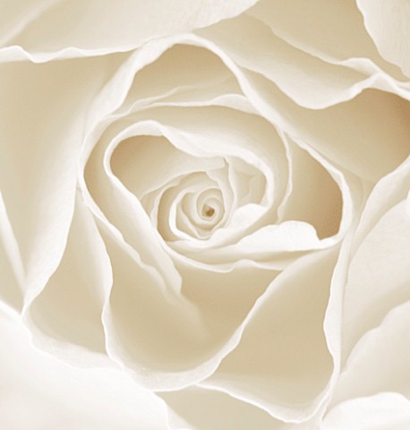 BLACK_AND_WHITE_SEPIA_TONE_CLOSE_UP_OF_CENTRE_OF_ROSE_ROSA_ABSTRACTPATTERNNATURE