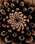 BLACK AND WHITE SEPIA TONED CLOSE UP OF CENTRE OF DAHLIA TIPTOE (MINIATURE FLOWERED DECORATIVE). ABSTRACT.PATTERN.NATURE.