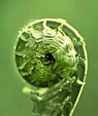 TONED IMAGE OF UNFURLING FRONDS OF MATTEUCIA STRUTHIOPTERIS