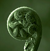 TONED IMAGE OF UNFURLING FRONDS OF MATTEUCIA STRUTHIOPTERIS