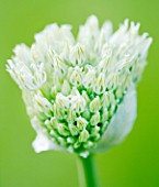 EMERGING BUD OF WHITE ALLIUM