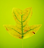 CLOSE UP OF AUTUMN LEAF ON LIME GREEN BACKGROUND