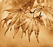 SEPIA TONED IMAGE OF ACER LEAVES IN AUTUMN