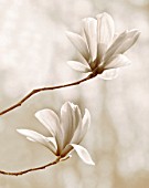 BLACK AND WHITE SEPIA TONE IMAGE OF MAGNOLIA GALAXY. SPRING  BLOOM