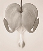 BLACK AND WHITE SEPIA TONE IMAGE OF DICENTRA SPECTABILIS (BLEEDING HEART)