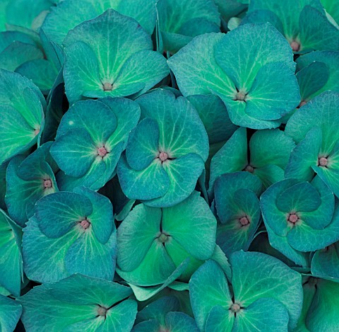 TEAL_TONED_CLOSE_UP_OF_HYDRANGEA