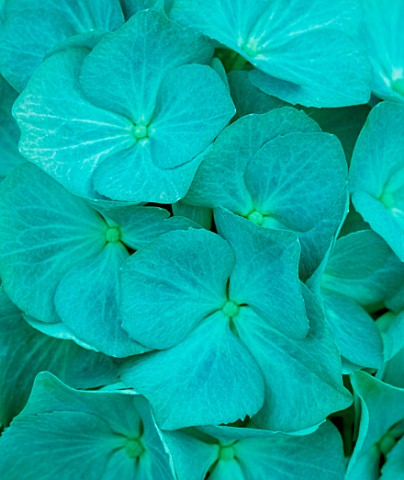 TEAL_TONED_CLOSE_UP_OF_HYDRANGEA