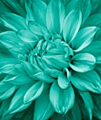 TEAL COLOURED FLOWER OF DAHLIA DAVID HOWARD. ABSTRACT  PATTERN