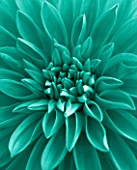 TEAL COLOURED FLOWER OF DAHLIA DAZZLER. FLOWER  CLOSE UP  PATTERN  ABSTRACT