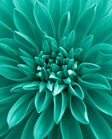 TEAL_COLOURED_FLOWER_OF_DAHLIA_DAZZLER_FLOWER__CLOSE_UP__PATTERN__ABSTRACT