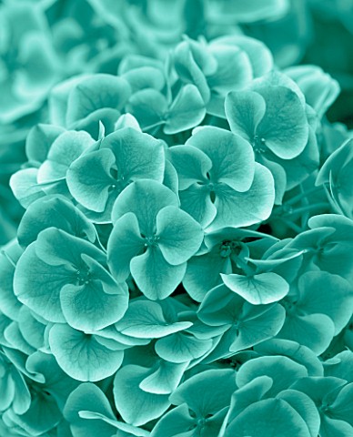 TEAL_TONED_IMAGE_OF_HYDRANGEA