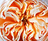 CLOSE UP OF THE CREAMY APRICOT FLOWER OF THE DAVID AUSTIN ROSE ROSE JULIET -  ENGLISH CUT ROSE (AUSJAMESON)