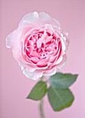CLOSE UP OF THE ROSE PINK FLOWER OF THE DAVID AUSTIN ROSE MIRANDA (AUSIMMON)