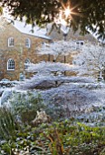PETTIFERS  OXFORDSHIRE: GARDEN IN SNOW IN WINTER - VIEW TOWARDS THE HOUSE WITH CORNUS ALTERNIFOLIA ARGENTEA