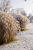 PETTIFERS  OXFORDSHIRE: GARDEN IN SNOW IN WINTER - BORDER BESIDE THE LAWN WITH MISCANTHUS YAKUSHIMA DWARF