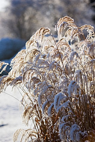 PETTIFERS__OXFORDSHIRE_GARDEN_IN_SNOW_IN_WINTER__BORDER_BESIDE_THE_LAWN_WITH_MISCANTHUS_YAKUSHIMA_DW