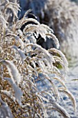 PETTIFERS  OXFORDSHIRE: GARDEN IN SNOW IN WINTER - MISCANTHUS YAKUSHIMA DWARF