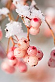 PETTIFERS  OXFORDSHIRE: GARDEN IN SNOW IN WINTER - SNOW ON THE PINK BERRIES OF SORBUS VILMORINII