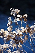 PETTIFERS  OXFORDSHIRE: GARDEN IN SNOW IN WINTER - SEED HEADS OF HONESTY - LUNARIA ANNUA