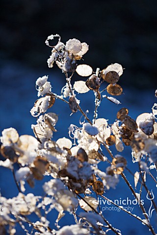 PETTIFERS__OXFORDSHIRE_GARDEN_IN_SNOW_IN_WINTER__SEED_HEADS_OF_HONESTY__LUNARIA_ANNUA