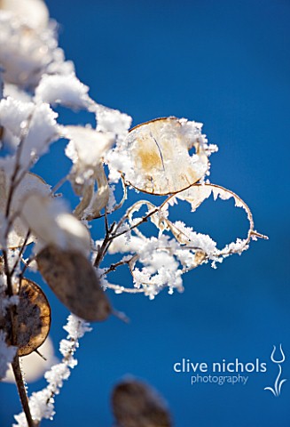 PETTIFERS__OXFORDSHIRE_GARDEN_IN_SNOW_IN_WINTER__SEED_HEADS_OF_HONESTY__LUNARIA_ANNUA