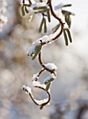 PETTIFERS  OXFORDSHIRE: GARDEN IN SNOW IN WINTER - CORYLUS AVELLANA CONTORTA