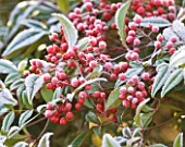 FROSTY BERRIES OF NADINA DOMESTICA RICHMOND AT THE RHS GARDEN  WISLEY  SURREY
